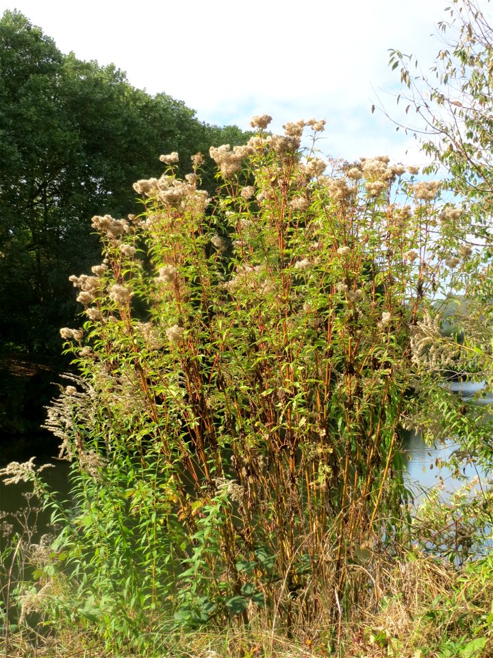 Gewöhnlicher Wasserdost (Eupatorium cannabinum) am Staden in Saarbrücken