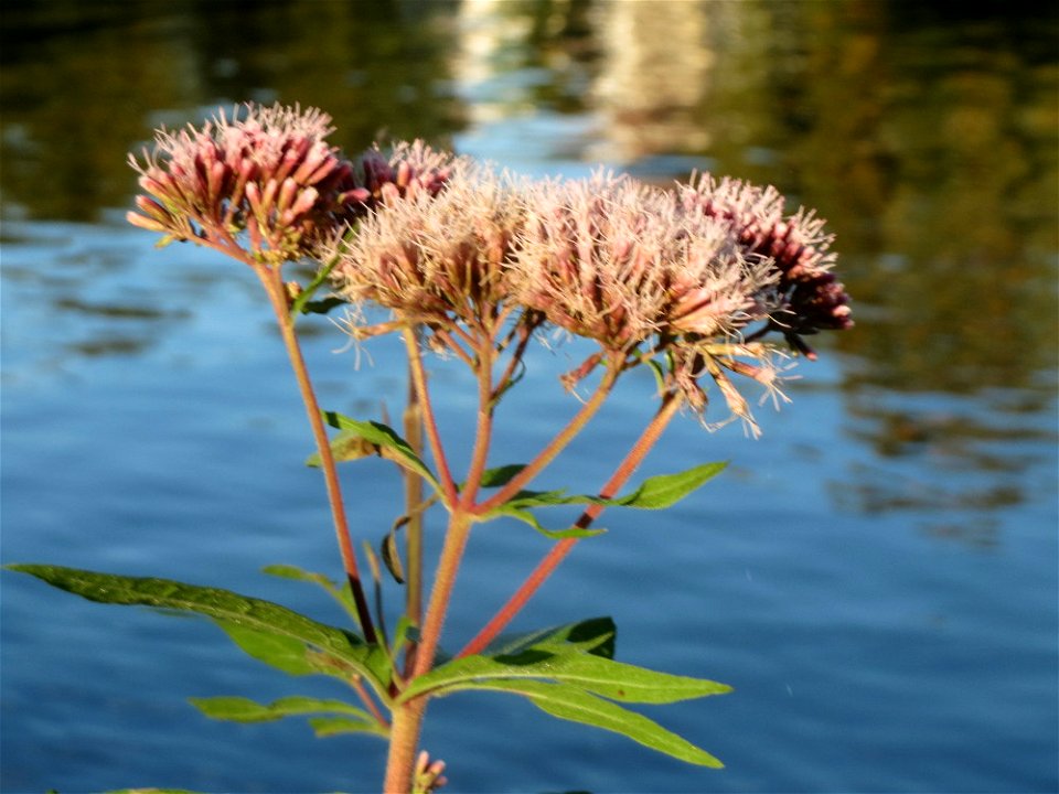 Wasserdost (Eupatorium cannabinum) an der Saar in Saarbrücken