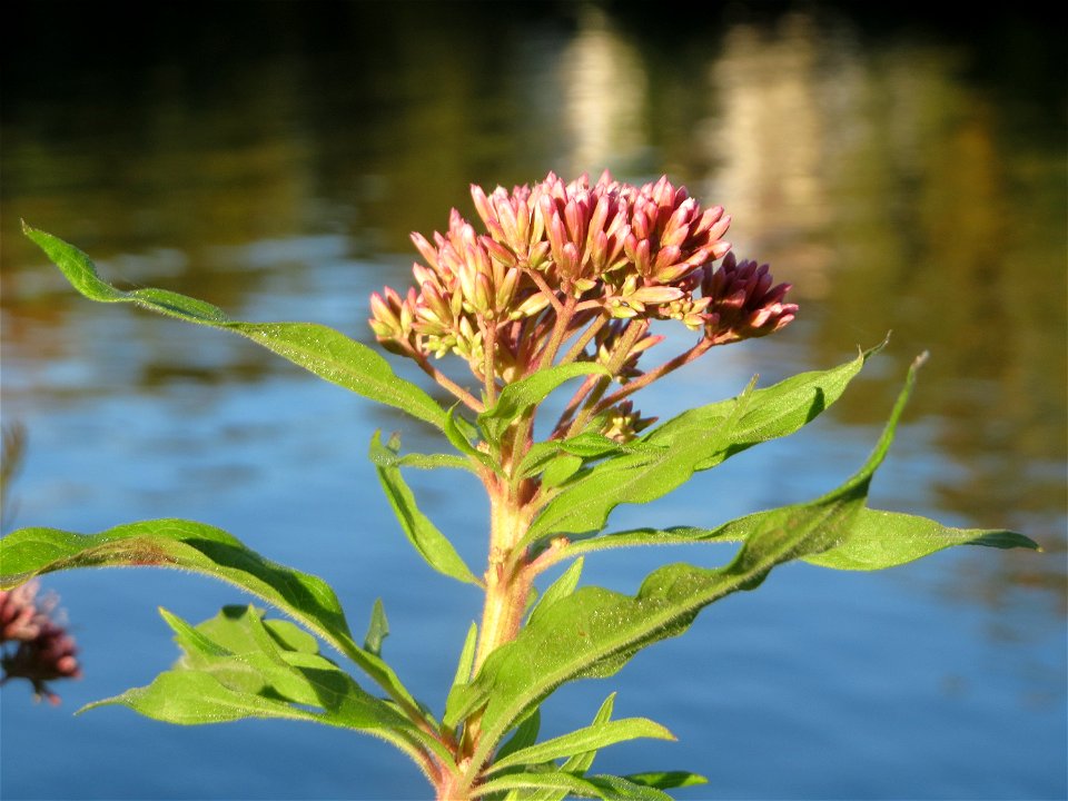 Gewöhnlicher Wasserdost (Eupatorium cannabinum) an der Saar in Saarbrücken