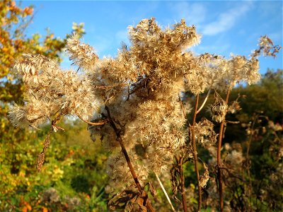 Gewöhnlicher Wasserdost (Eupatorium cannabinum) in den Horststückern im Hockenheimer Rheinbogen