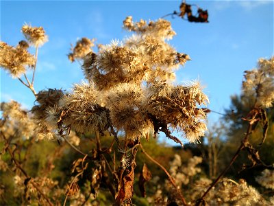 Gewöhnlicher Wasserdost (Eupatorium cannabinum) in den Horststückern im Hockenheimer Rheinbogen