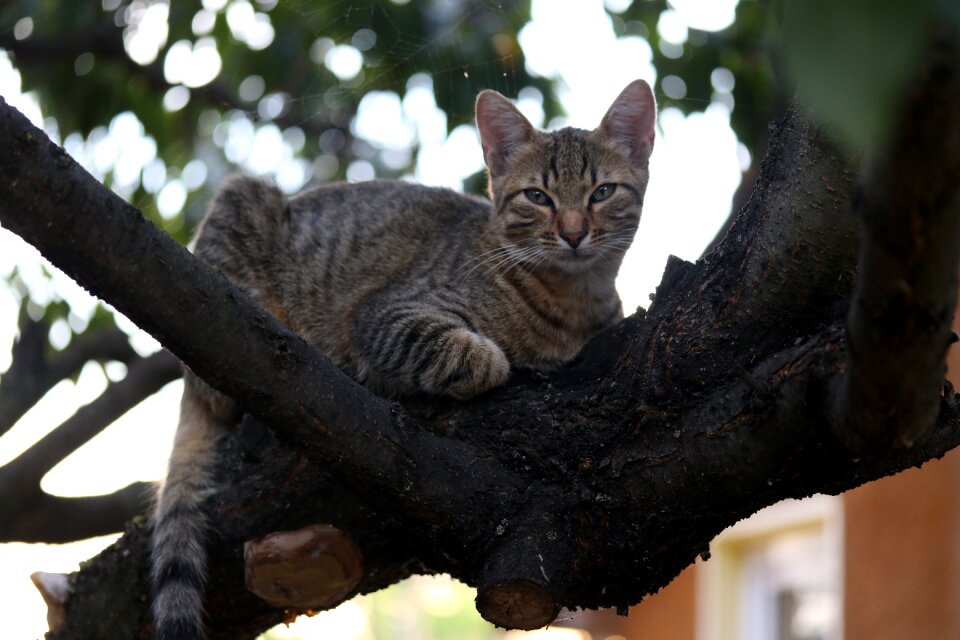 Cute tree climbing