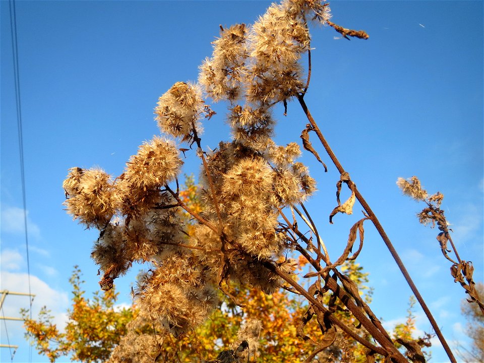 Gewöhnlicher Wasserdost (Eupatorium cannabinum) in den Horststückern im Hockenheimer Rheinbogen