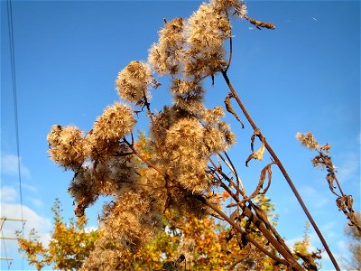 Gewöhnlicher Wasserdost (Eupatorium cannabinum) in den Horststückern im Hockenheimer Rheinbogen