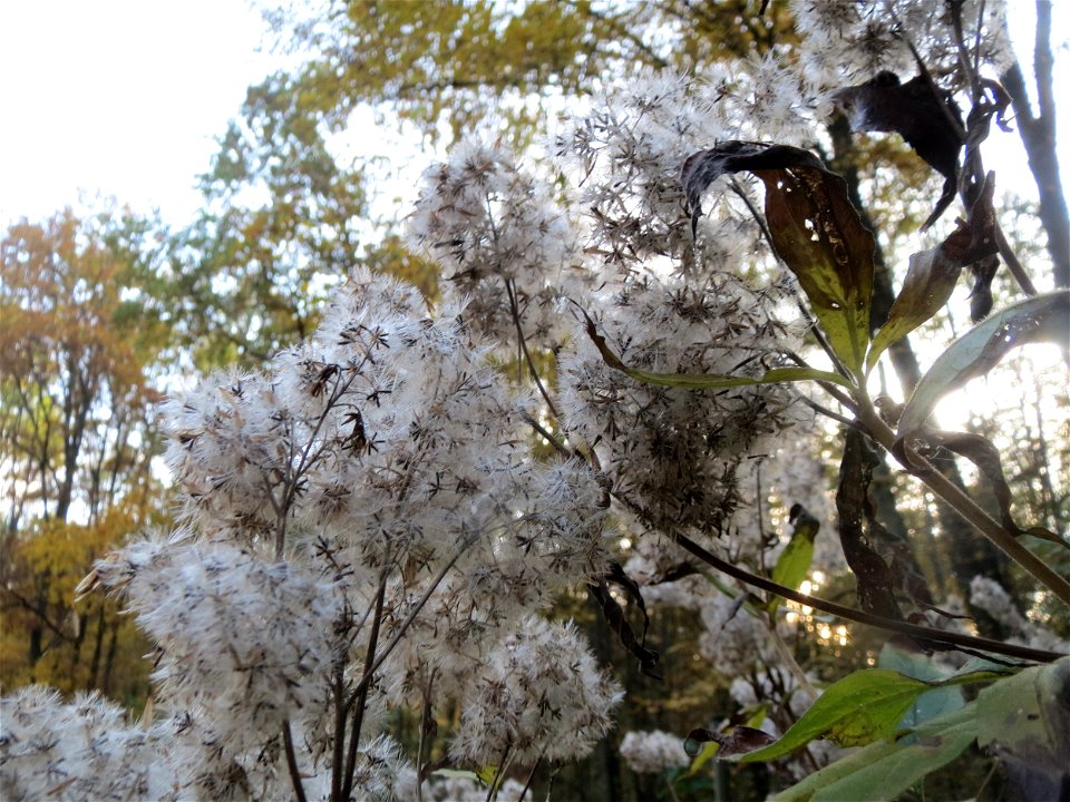 Gewöhnlicher Wasserdost (Eupatorium cannabinum) im St. Johanner Stadtwald