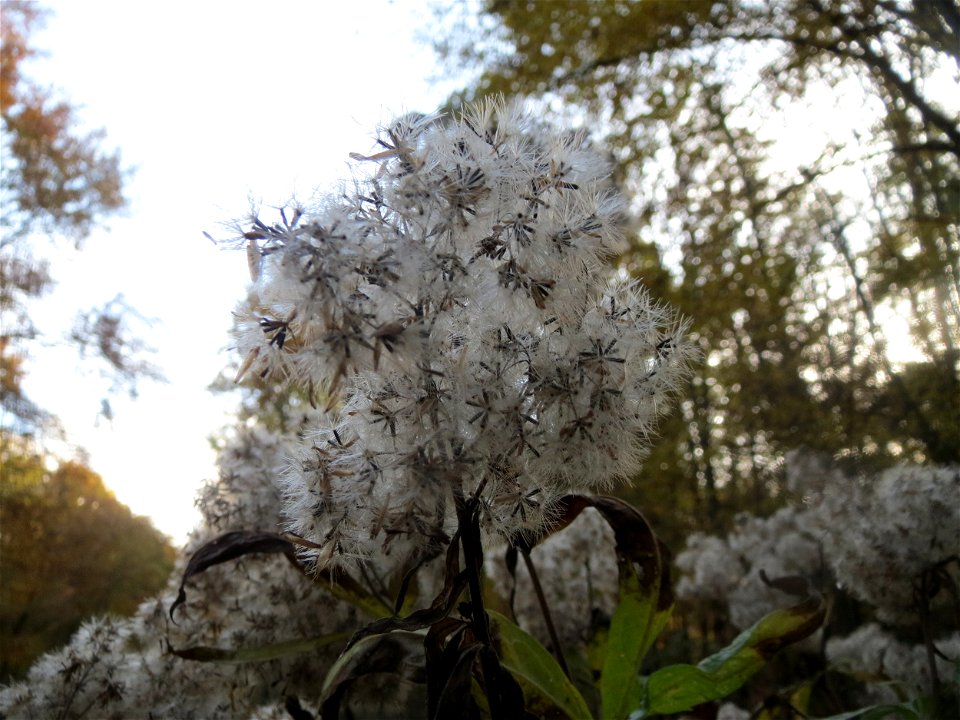 Gewöhnlicher Wasserdost (Eupatorium cannabinum) im St. Johanner Stadtwald