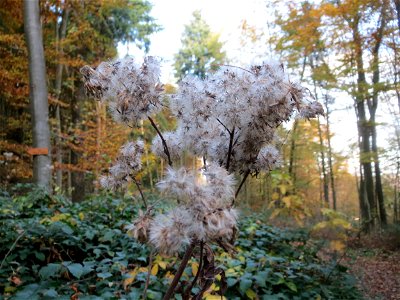 Gewöhnlicher Wasserdost (Eupatorium cannabinum) im St. Johanner Stadtwald