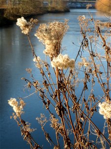 Gewöhnlicher Wasserdost (Eupatorium cannabinum) am Staden in Saarbrücken