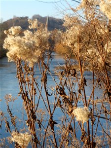 Gewöhnlicher Wasserdost (Eupatorium cannabinum) am Staden in Saarbrücken
