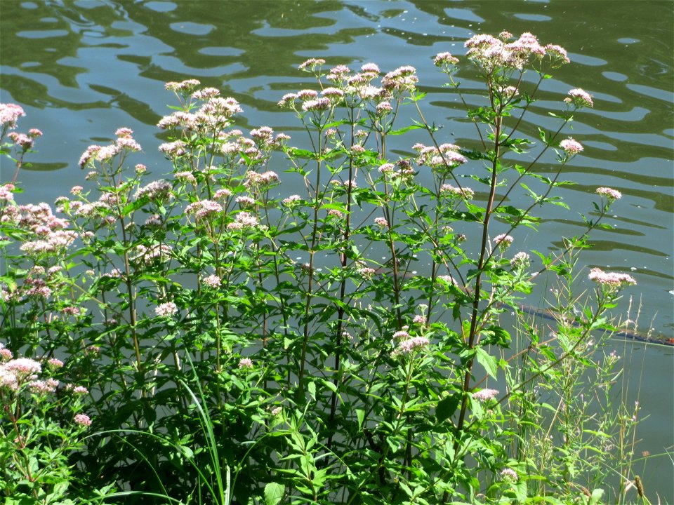 Gewöhnlicher Wasserdost (Eupatorium cannabinum) an der Saar in Sankt Arnual