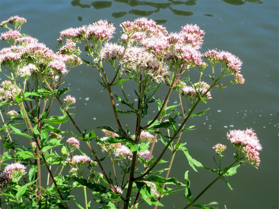 Gewöhnlicher Wasserdost (Eupatorium cannabinum) an der Saar in Sankt Arnual