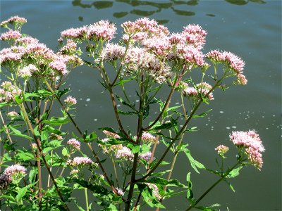 Gewöhnlicher Wasserdost (Eupatorium cannabinum) an der Saar in Sankt Arnual