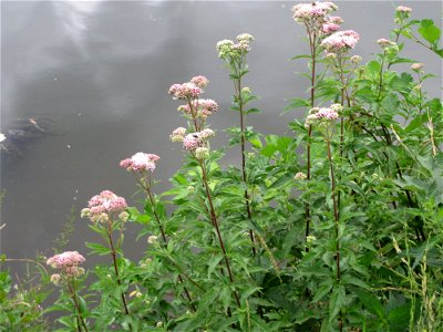 Gewöhnlicher Wasserdost (Eupatorium cannabinum) an der Saar in Saarbrücken