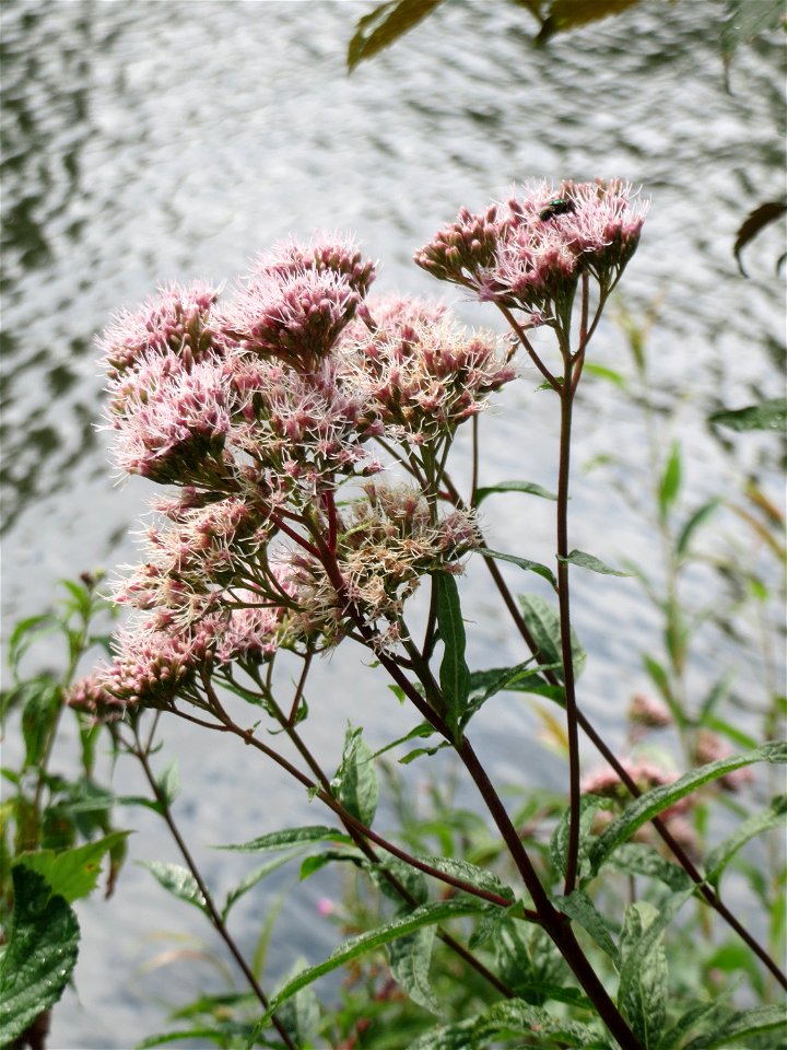 Gewöhnlicher Wasserdost (Eupatorium cannabinum) an der Saar in Saarbrücken