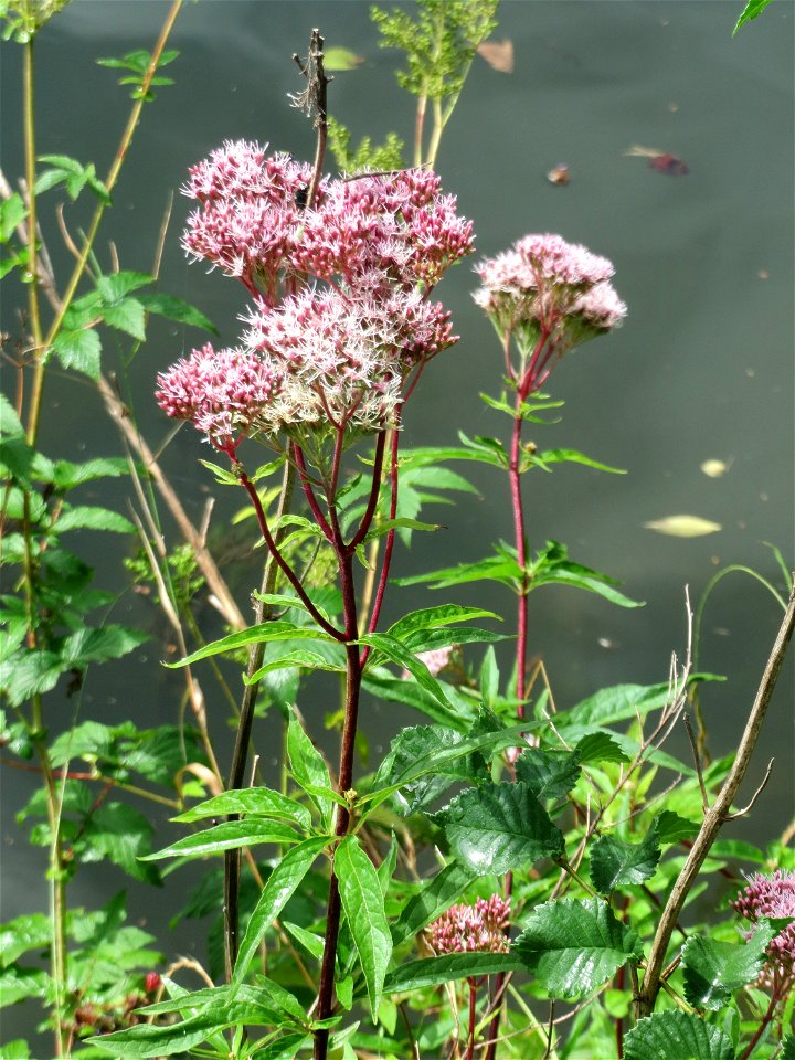 Gewöhnlicher Wasserdost (Eupatorium cannabinum) an der Saar in Saarbrücken