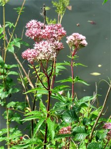 Gewöhnlicher Wasserdost (Eupatorium cannabinum) an der Saar in Saarbrücken