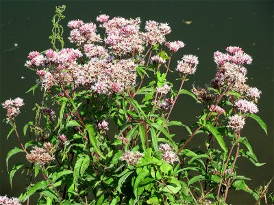 Gewöhnlicher Wasserdost (Eupatorium cannabinum) an der Saar in Güdingen