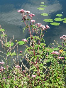 Gewöhnlicher Wasserdost (Eupatorium cannabinum) an der Saar in Güdingen