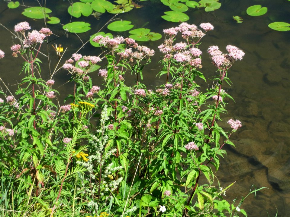 Gewöhnlicher Wasserdost (Eupatorium cannabinum) an der Saar zwischen Güdingen und Grosbliederstroff