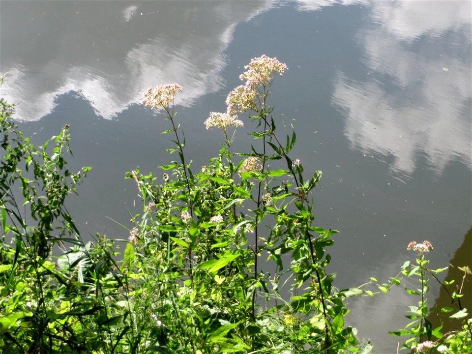 Gewöhnlicher Wasserdost (Eupatorium cannabinum) an der Saar am Bürgerpark Saarbrücken