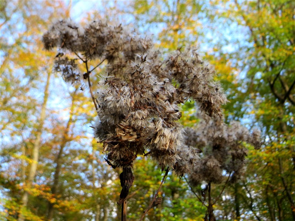 Gewöhnlicher Wasserdost (Eupatorium cannabinum) im Dianenhain in Saarbrücken