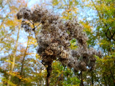 Gewöhnlicher Wasserdost (Eupatorium cannabinum) im Dianenhain in Saarbrücken