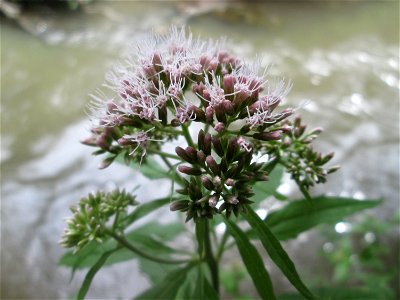 Wasserdost (Eupatorium cannabinum) am Kraichbach in Hockenheim