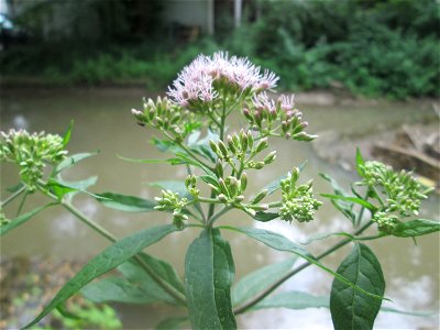 Wasserdost (Eupatorium cannabinum) am Kraichbach in Hockenheim