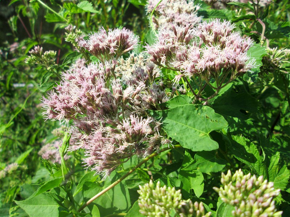 Gewöhnlicher Wasserdost (Eupatorium cannabinum) an der Saar in Saarbrücken - unterhalb vom Ruderclub "Undine" findet sich ein Kleinbiotop mit einer Vielzahl von typischen Ufer-Pflanzen