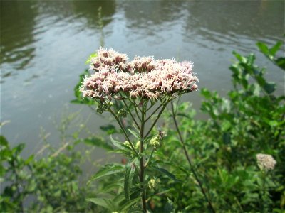 Gewöhnlicher Wasserdost (Eupatorium cannabinum) an der Saar in Saarbrücken