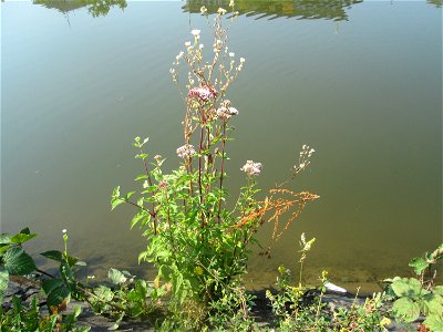 Gewöhnlicher Wasserdost (Eupatorium cannabinum) an der Saar Saarbrücken