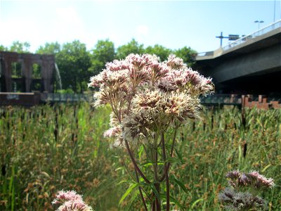 Gewöhnlicher Wasserdost (Eupatorium cannabinum) im Bürgerpark Saarbrücken