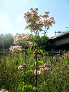 Gewöhnlicher Wasserdost (Eupatorium cannabinum) im Bürgerpark Saarbrücken
