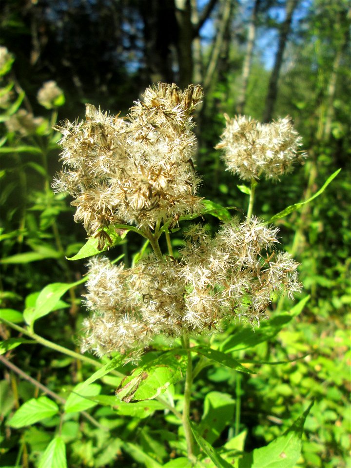 Gewöhnlicher Wasserdost (Eupatorium cannabinum) im Naturschutzgebiet „St. Arnualer Wiesen“
