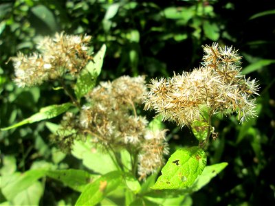 Gewöhnlicher Wasserdost (Eupatorium cannabinum) im Naturschutzgebiet „St. Arnualer Wiesen“