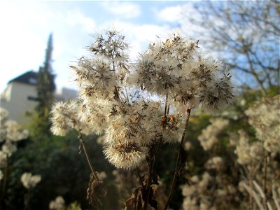 Gewöhnlicher Wasserdost (Eupatorium cannabinum) in St. Ingbert
