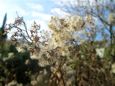 Gewöhnlicher Wasserdost (Eupatorium cannabinum) in St. Ingbert