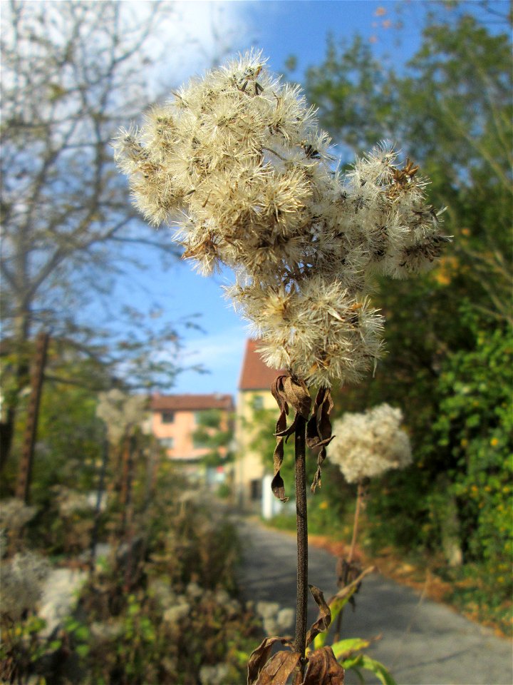 Gewöhnlicher Wasserdost (Eupatorium cannabinum) in St. Ingbert