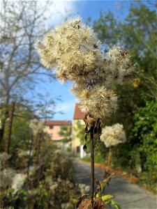 Gewöhnlicher Wasserdost (Eupatorium cannabinum) in St. Ingbert