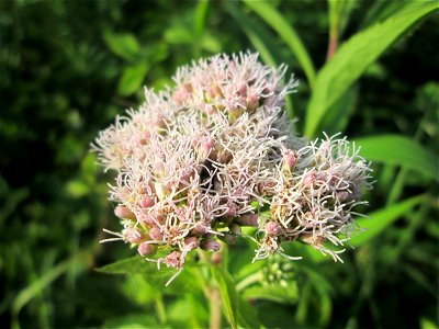 Gewöhnlicher Wasserdost (Eupatorium cannabinum) in Saarbrücken