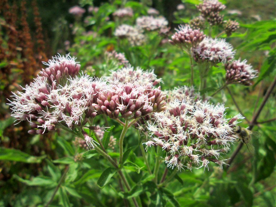Gewöhnlicher Wasserdost (Eupatorium cannabinum) am Saarbach in Fechingen
