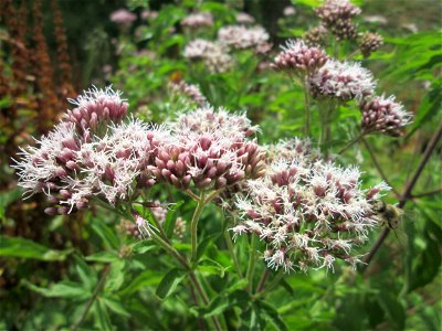 Gewöhnlicher Wasserdost (Eupatorium cannabinum) am Saarbach in Fechingen