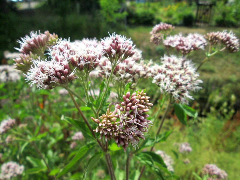 Gewöhnlicher Wasserdost (Eupatorium cannabinum) am Saarbach in Fechingen