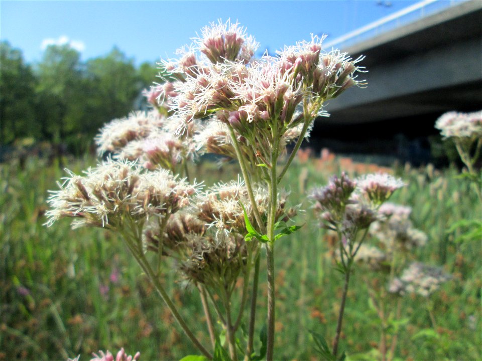 Gewöhnlicher Wasserdost (Eupatorium cannabinum) im Bürgerpark Saarbrücken