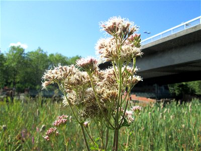Gewöhnlicher Wasserdost (Eupatorium cannabinum) im Bürgerpark Saarbrücken
