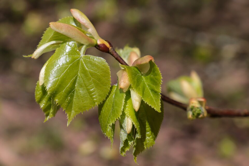 Tree growth young leaves
