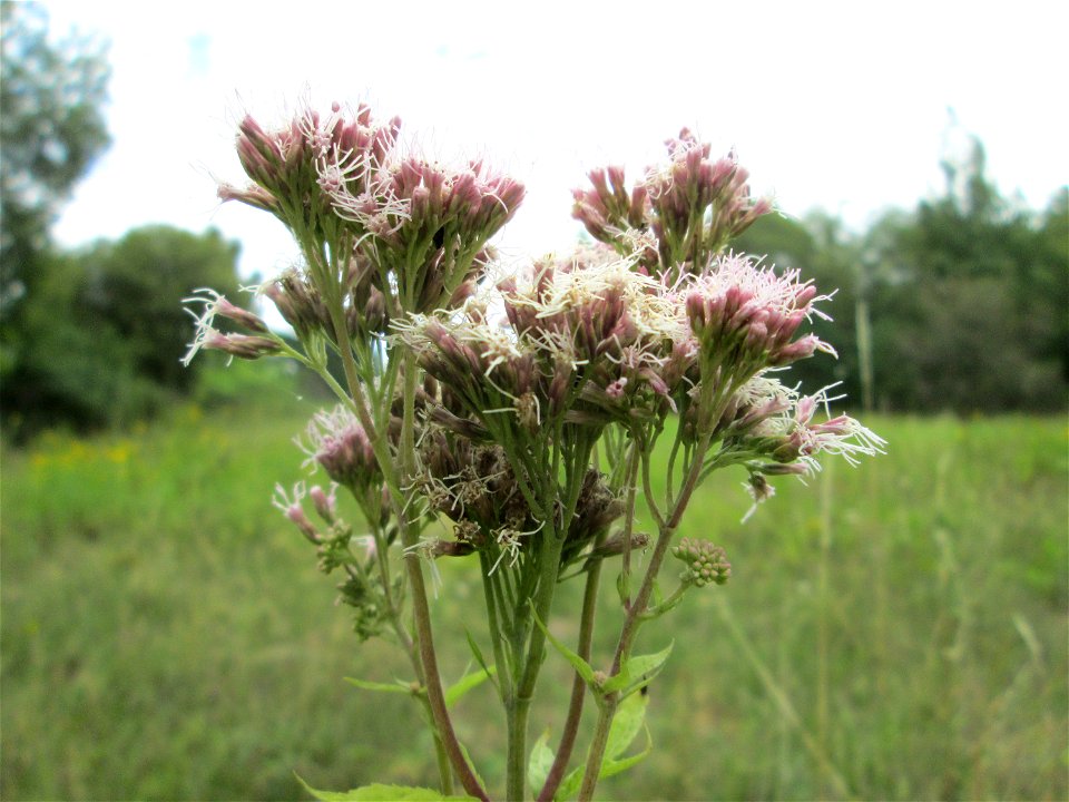 Gewöhnlicher Wasserdost (Eupatorium cannabinum) an der alten Tuffgrube bei Kennfus