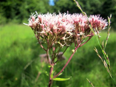 Gewöhnlicher Wasserdost (Eupatorium cannabinum) im Naturschutzgebiet Wusterhang und Beierwies bei Fechingen