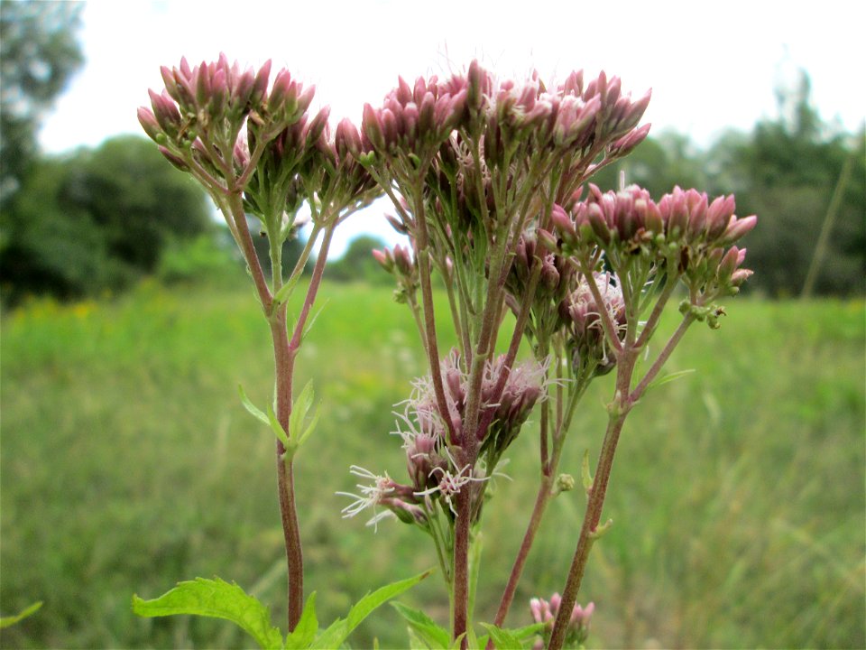 Gewöhnlicher Wasserdost (Eupatorium cannabinum) an der alten Tuffgrube bei Kennfus