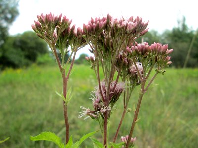 Gewöhnlicher Wasserdost (Eupatorium cannabinum) an der alten Tuffgrube bei Kennfus